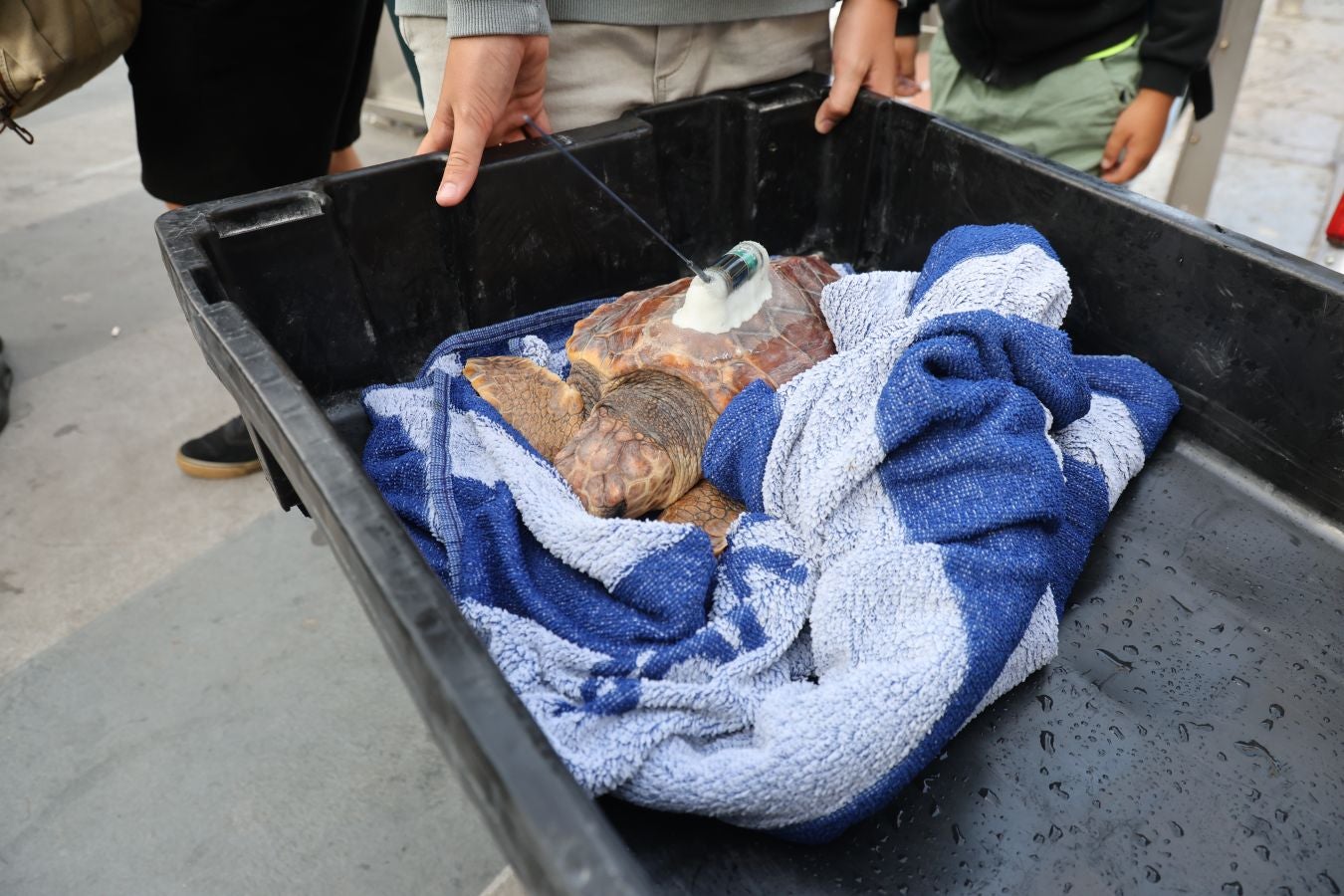 El Aquarium de San Sebastián reintroduce tres tortugas en el mar