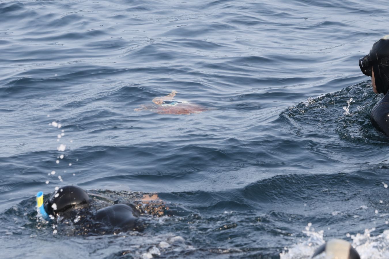El Aquarium de San Sebastián reintroduce tres tortugas en el mar