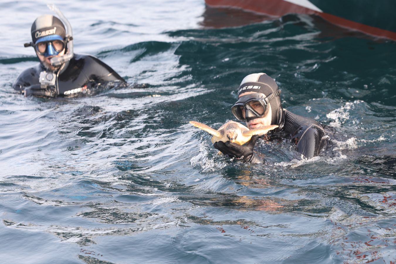 El Aquarium de San Sebastián reintroduce tres tortugas en el mar