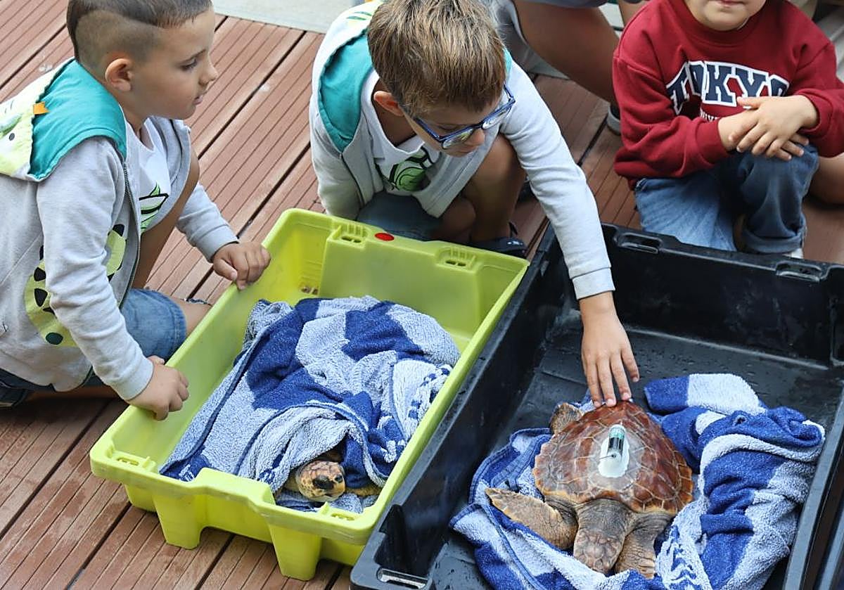 El Aquarium de San Sebastián reintroduce tres tortugas en el mar