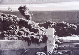 Una imagen de la recogida de algas.