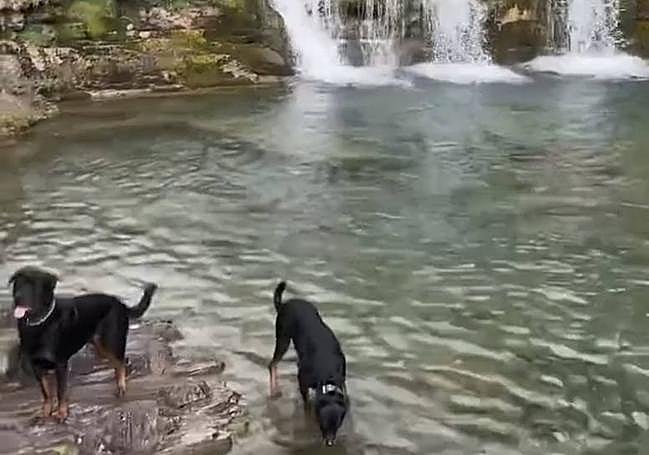 Una foto de los dos perros compartida también en redes.