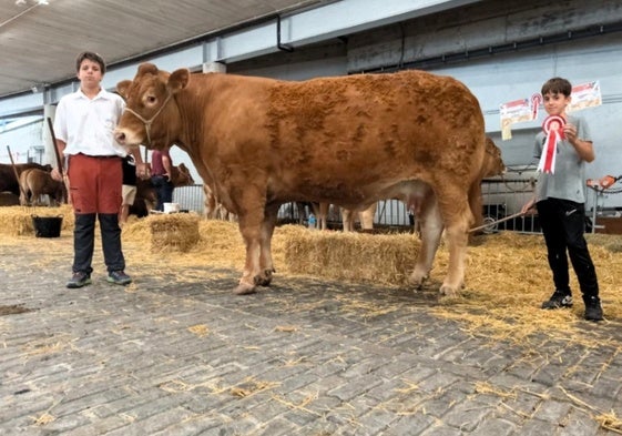 Malen, vaca de Donardegi premiada en Euskadi que acudirá a Salamanca.