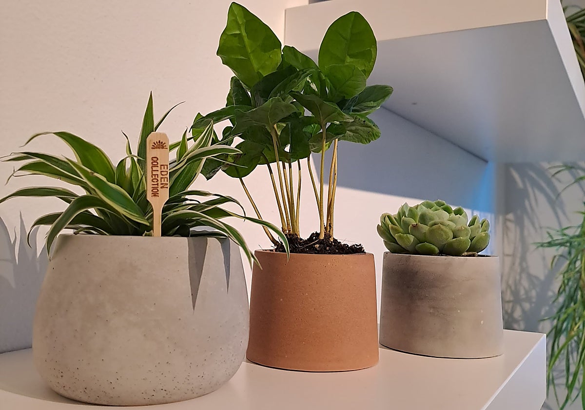 Imagen principal - Piezas Marikutixi