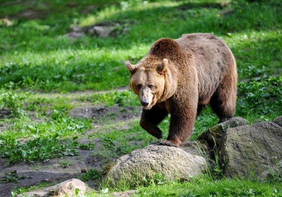 Imagen de archivo de un oso pardo.