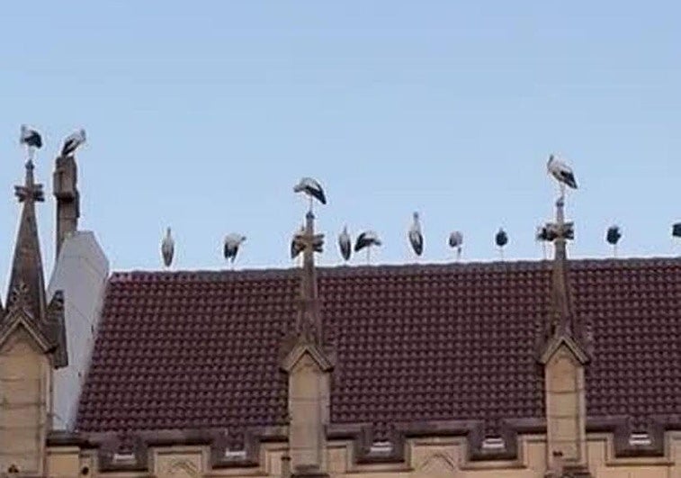 Decenas de cigüeñas 'invaden' Donostia