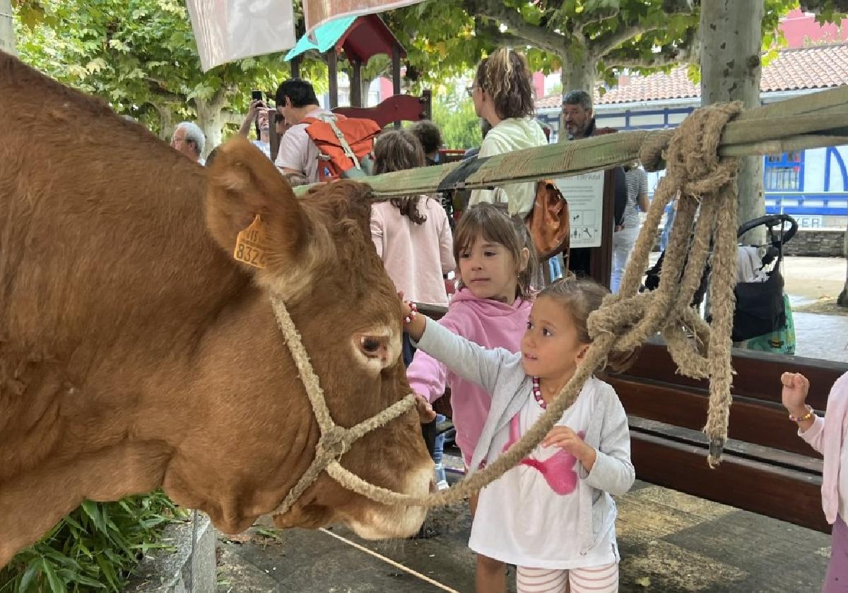 El ganado despertó expectación entre niños y niñas, algunas se lanzaban a acariciar a las flamantes vacas, otras miraban desde la retaguardia.