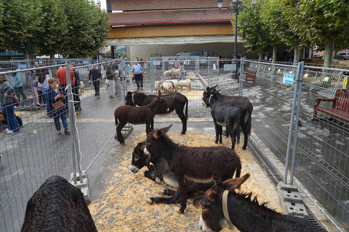 Basherri eguna en Lazkao