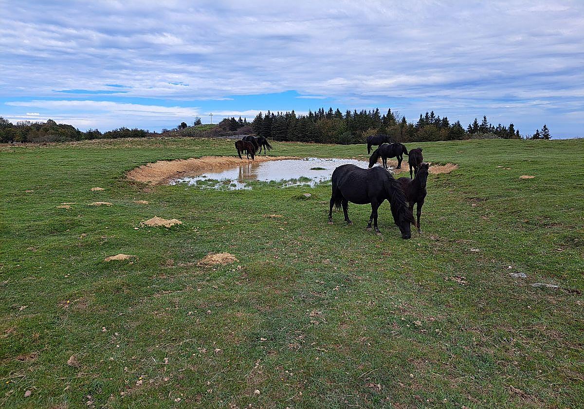 El atrevido potrillo posa ante la cámara, mientras el resto grupo permanece ajena a nuestra presencia.