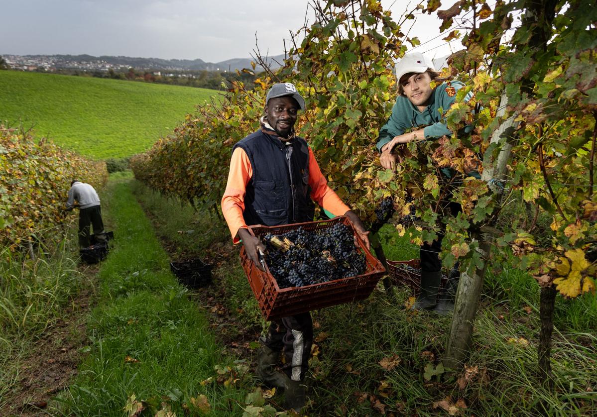 La Bodega Hiruzta recoge racimos de uvas tintas en el último día de vendimia.