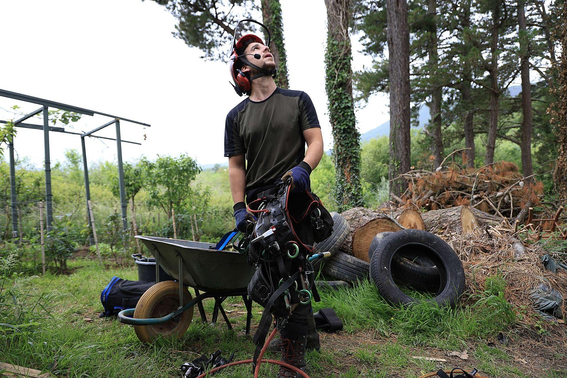 La poda de altura con helicóptero, en imágenes