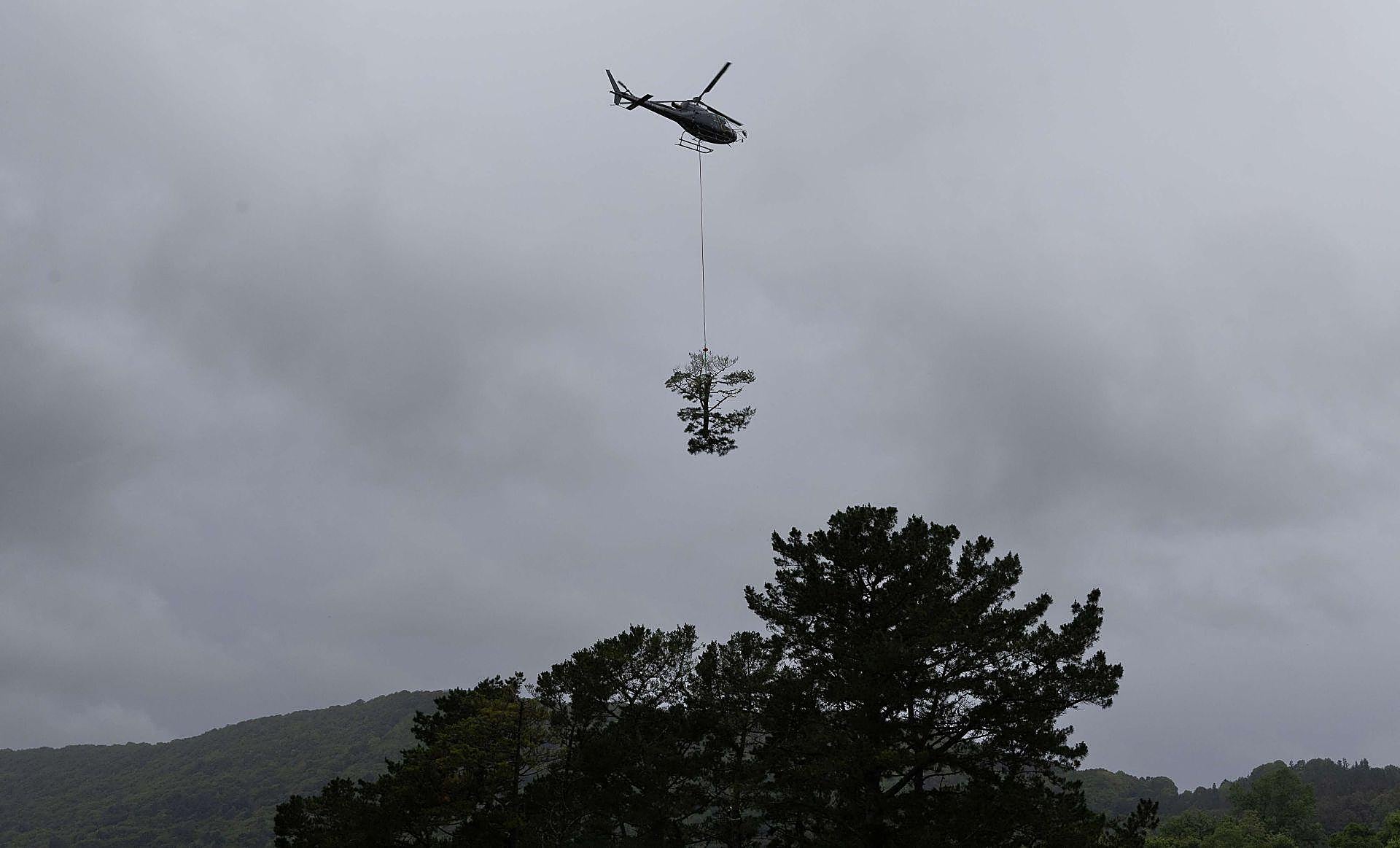 La poda de altura con helicóptero, en imágenes
