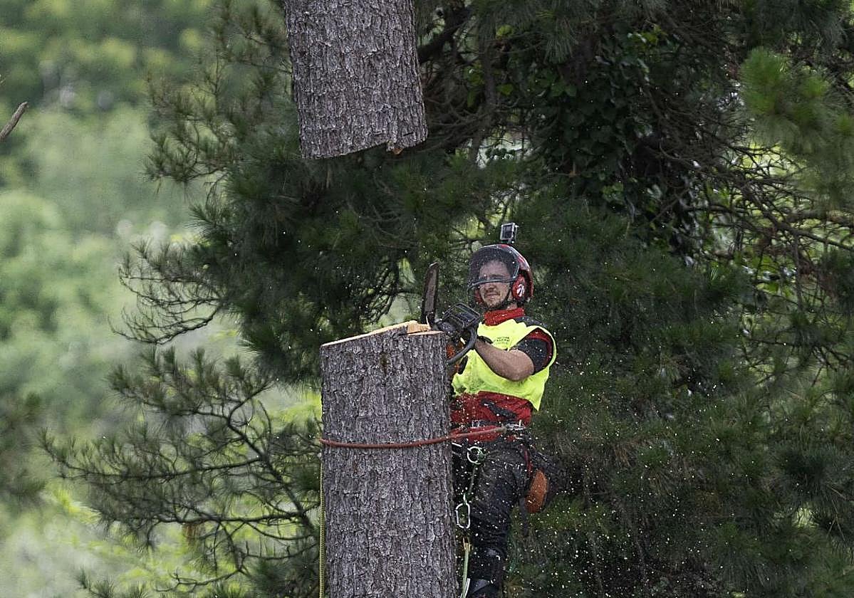 Manú Fohring, podador de altura, tala parte del tronco del pino de 30 metros de altura.