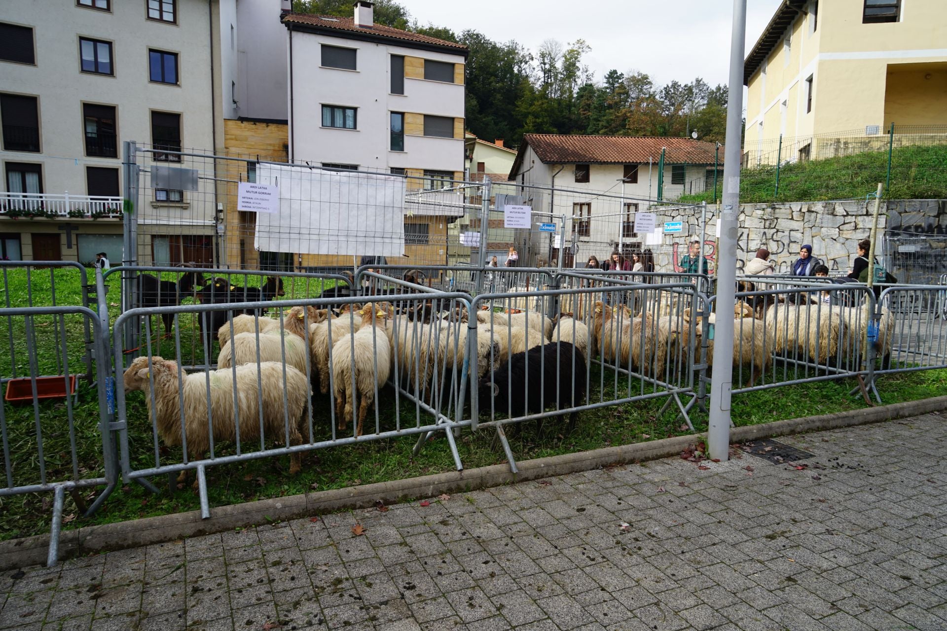 Zaldibiako Ardiki egunaren ospakizuna argazkietan