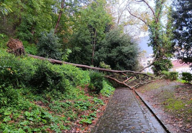 Caída de un árbol en el monte Urgull de Donostia.