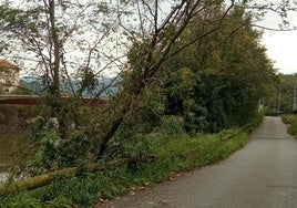 Un peligroso árbol en Martutene