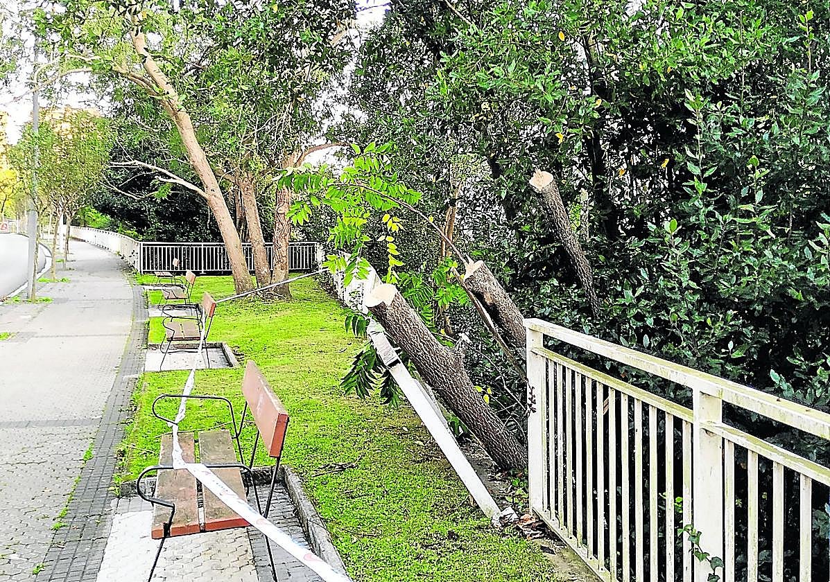 Eduardo Pagola escribe que «tanto en el paseo de Sanserreka como en la calle Izaburu de Aiete se están cayendo continuamente ramas de árboles. Estaría bien que los responsables de Mantenimiento Urbano se dieran una vuelta por el lugar para valorar la tala de los árboles».