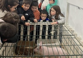 El cerdo 'Martintxo', adorado por los niños.