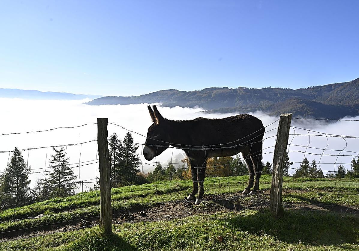 Un burro este jueves en el paraje de Santa Marina, con nubes bajas cubriendo el valle.