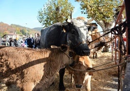 Doneztebe celebra sus tradicionales ferias de otoño mañana con ganado y puestos