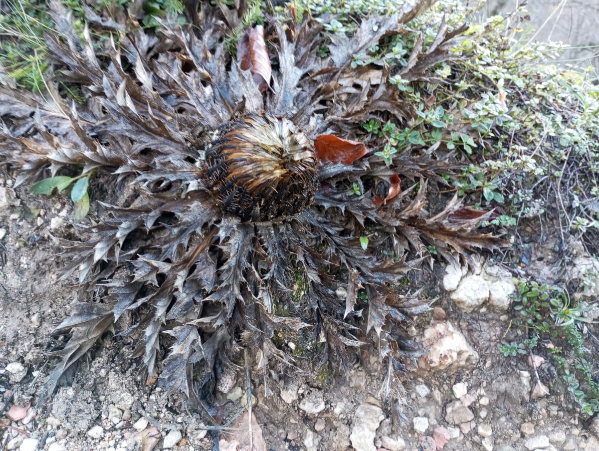 La belleza natural de Txumardegi