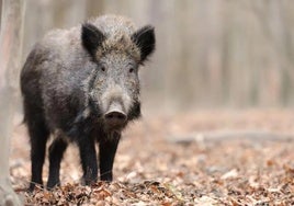 La Diputación espera alcanzar «en fechas próximas» un acuerdo con los cazadores para retomar las batidas de jabalíes