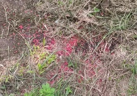 Las pequeñas bolas de veneno han aparecido en el barrio de Azpilgoeta.