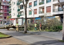 Árbol de gran tamaño derribado por el viento en Zumaia.