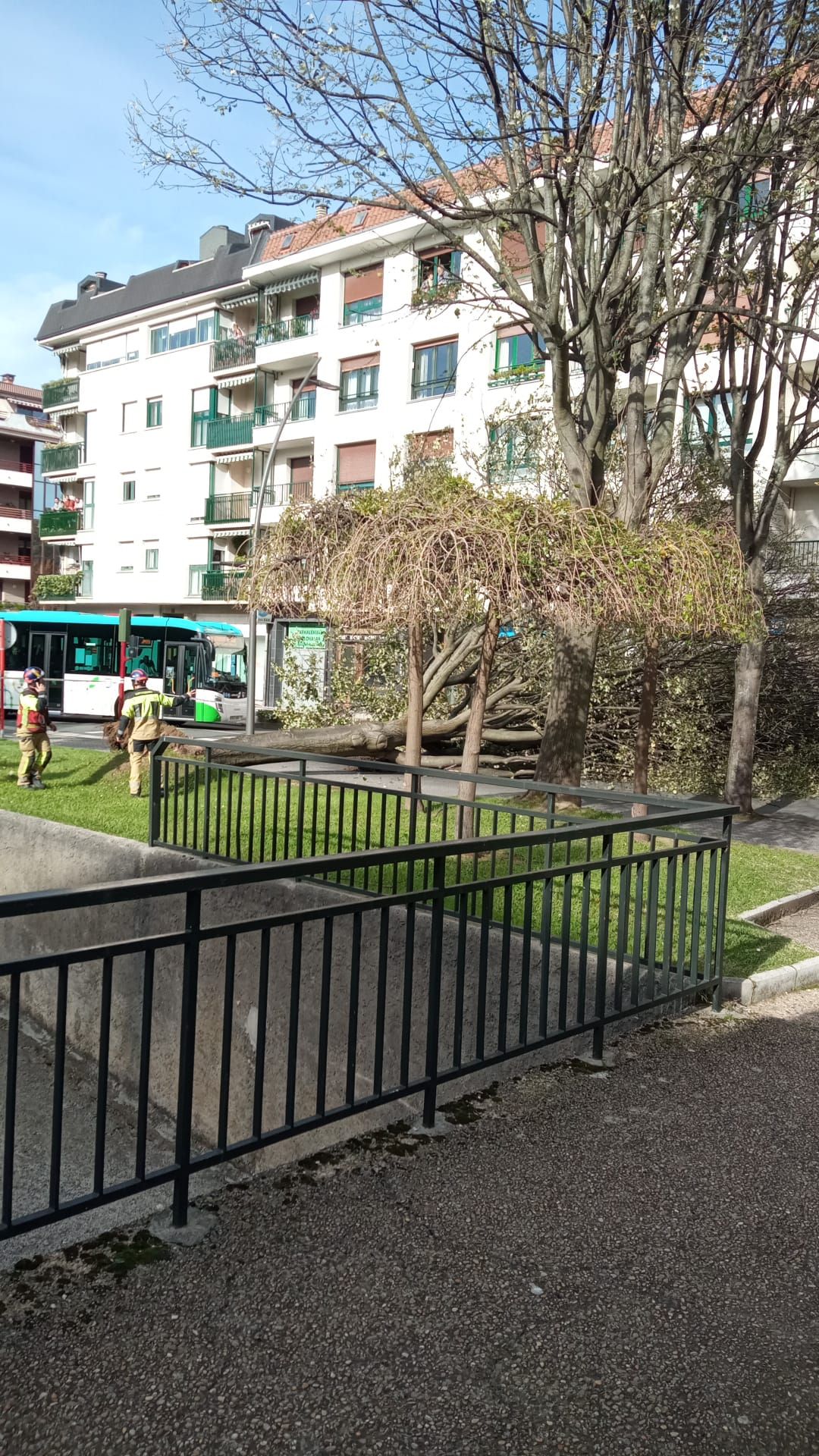 Un árbol caído en Zumaia.