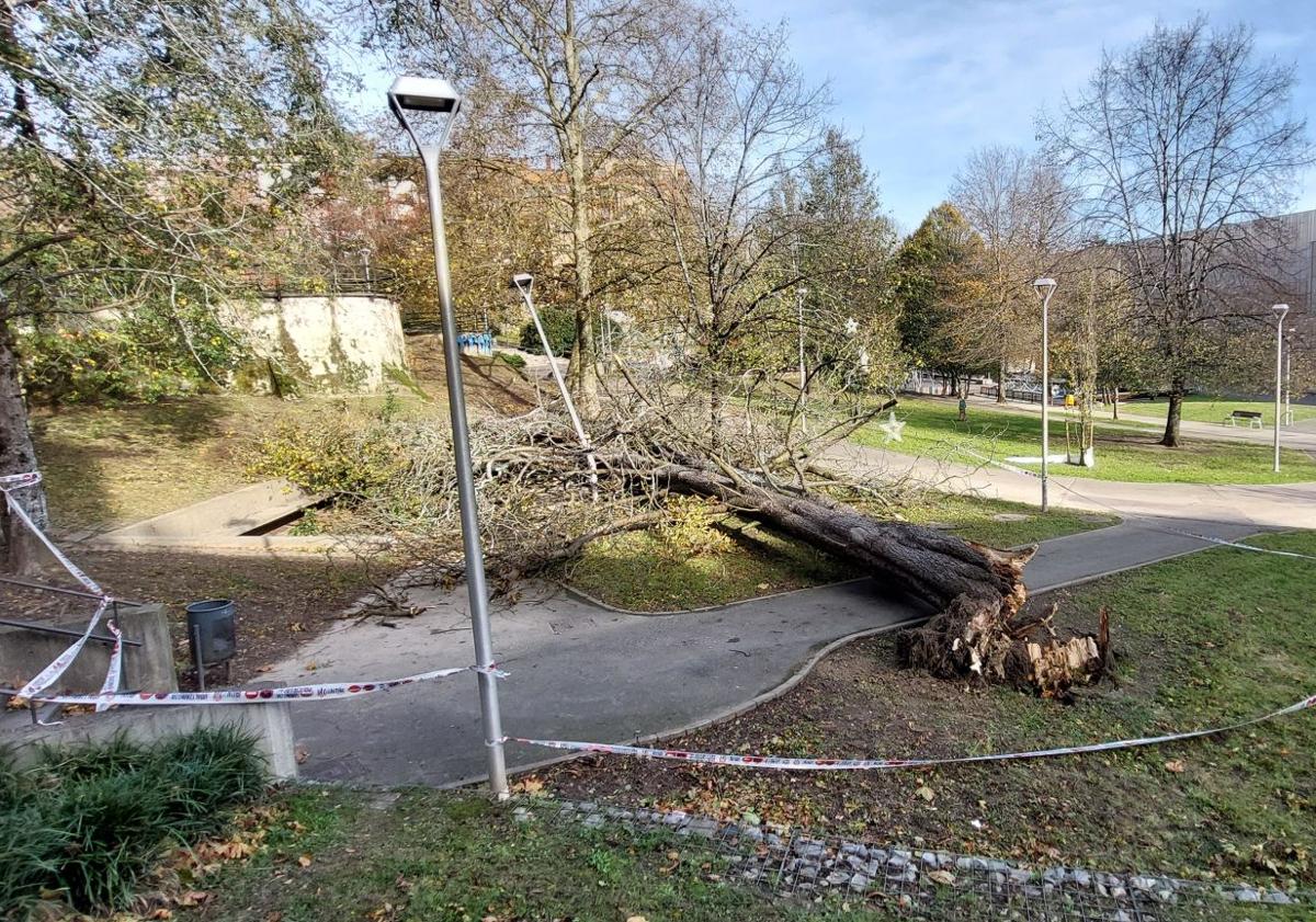 Imagen principal - Árbol caído en el parque Sargia de Irun; contenedores volcados en Errenteria, y árbol caído en Murgil Bidea en Donostia