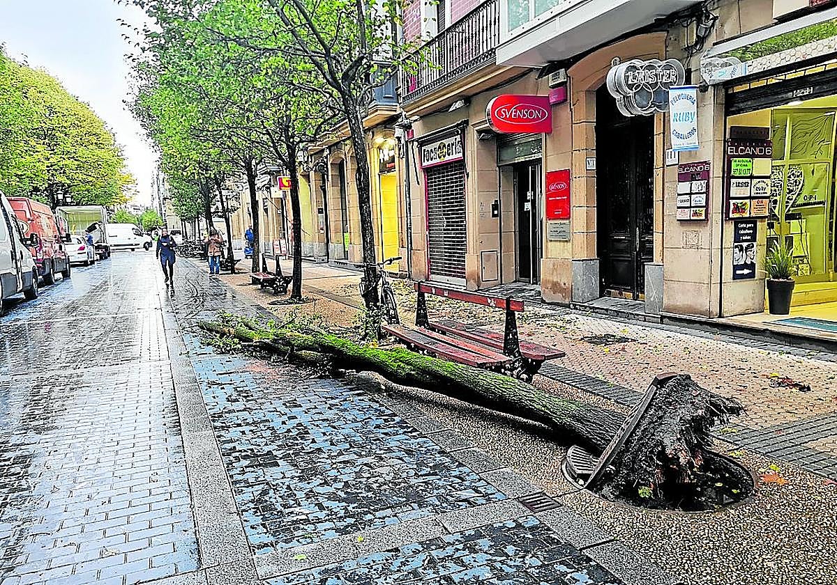 El viento y la lluvia de los últimos días han provocado la caída de ramas y de árboles en varios puntos de la ciudad. En la imagen se puede ver un árbol en el suelo en la calle Elkano, caído en la madrugada del jueves. El ejemplar arrastró la tapadera metálica del alcorque. Los servicios municipales de mantenimiento trocearon el tronco y despejaron esta céntrica zona peatonal.