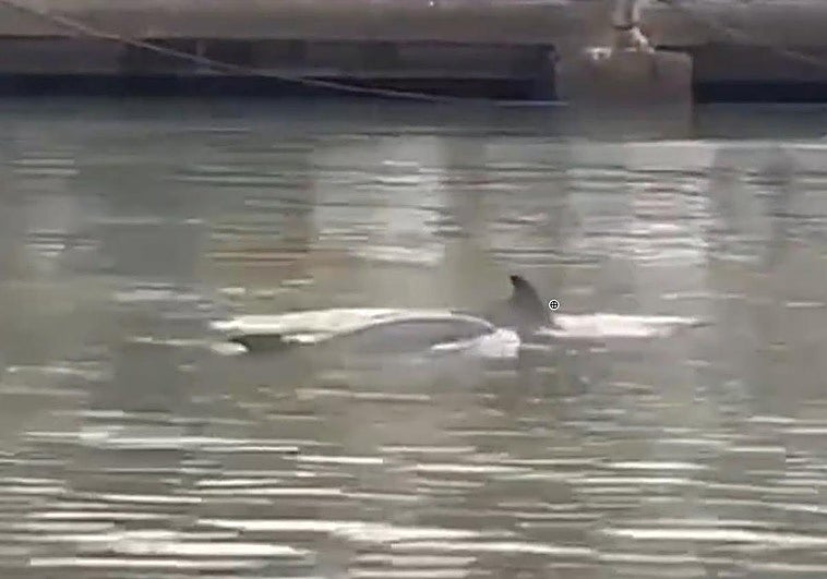 Nueva visita de delfines al puerto de Pasaia «por curiosidad, despiste o refugio»