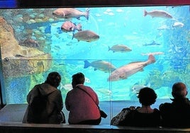 Los lectores del DV disfrutaron de la visita y se detuvieron ante la gran pecera del Aquarium.