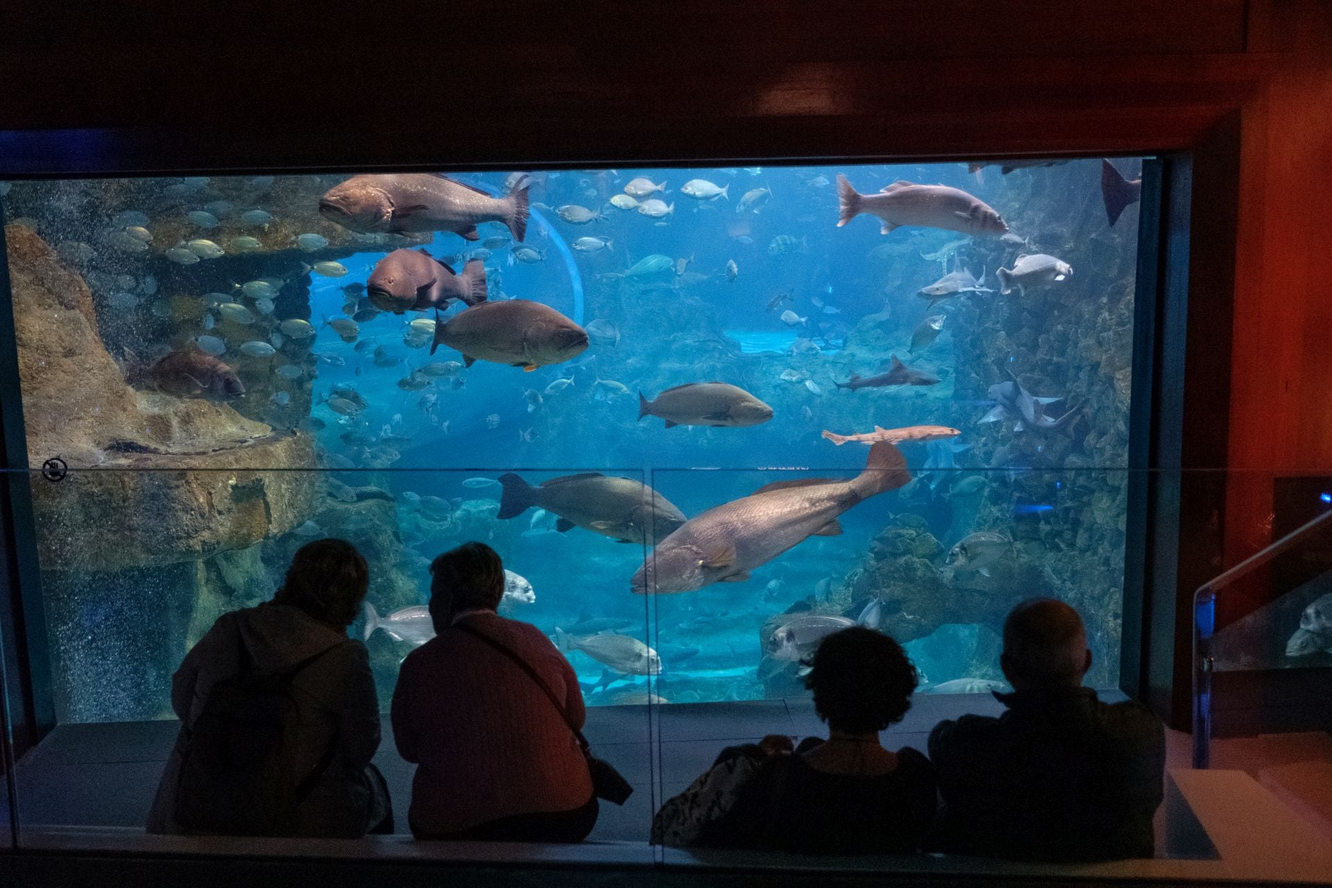 Visita al Aquarium de los suscriptores de El Diario Vasco