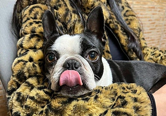 Luna, la perra desaparecida el pasado sábado en Irun y que fue encontrada cuatro días después gracias a una familia de Errenteria.