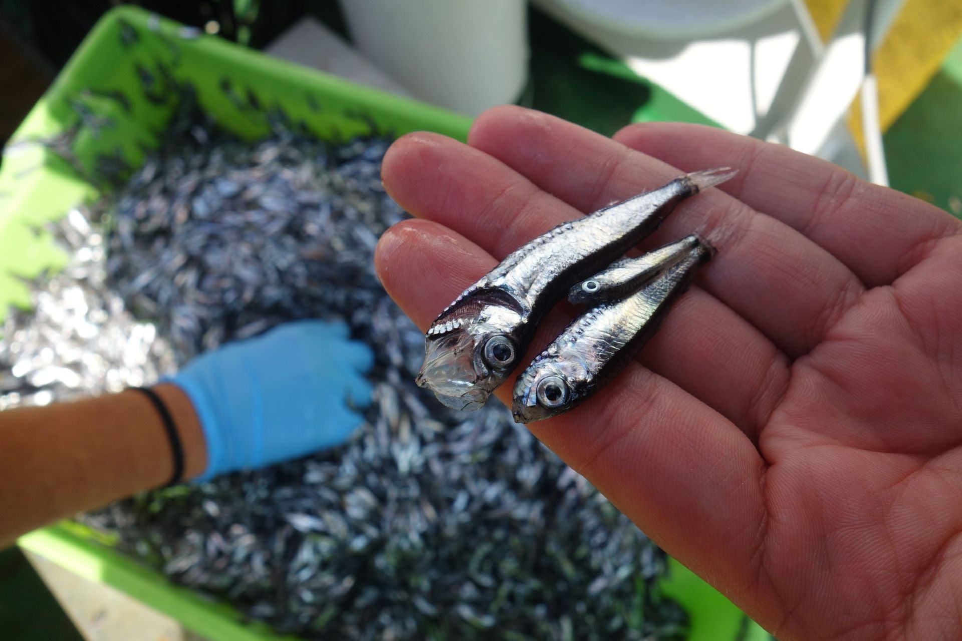 Peces mesopelágicos.