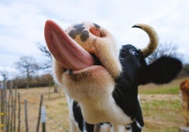 Imagen de archivo de un vaca sacando la lengua.