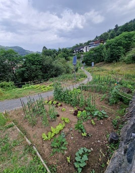 Huertas urbanas del proyecto 'Baratze parkea' en Urtubi.