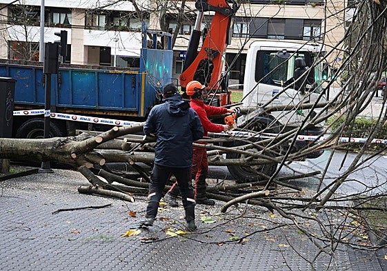 Árboles caídos en el barrio donostiarra del Antiguo.