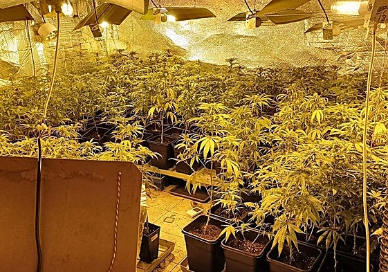 Plantación de marihuana en una nave abandonada en Eibar.