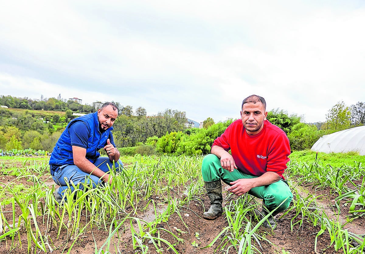 El marroquí Hamza Kaddori y el tunecino Ayoub Bejaoui, trabajando en el exterior de la huerta de Cáritas de Altza.