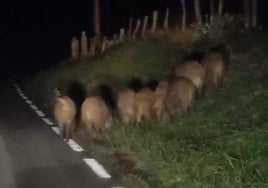 Un grupo de ocho jabalíes, en el Alto de Meagas