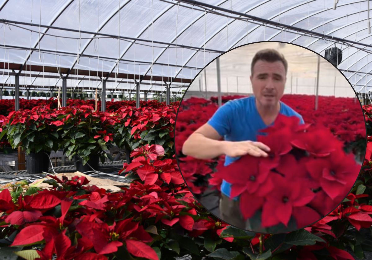 El horticultor Ángel Yllescas aconseja sobre el mantenimiento de la flor de pascua.