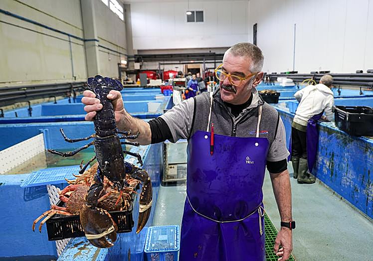 Un ejemplar de bogavante, en los viveros Iraeta de Oiartzun, que preparan para días frenéticos de actividad.