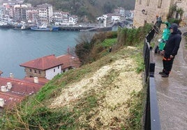 La ladera de Donibane completamente libre de maleza.