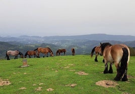 Grupo de equinos en la cima de Bianditz desde donde las vistas son espectaculares.