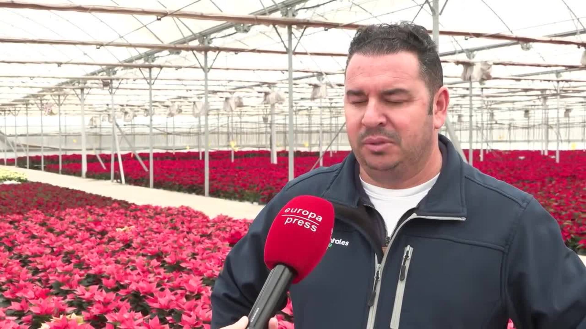 Gerente celebra el buen inicio de la campaña de la flor de Pascua: "Estamos contentos"