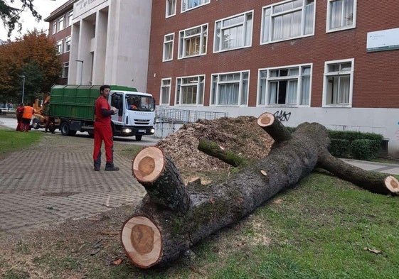 Árbol de gran porte talado en Amara por su peligrosidad.