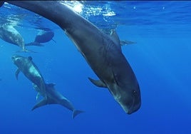 'Nika, el calderón tropical' recibió la Barandilla de Oro en la categoría Documentales del festival de cine subacuático de San Sebastián.