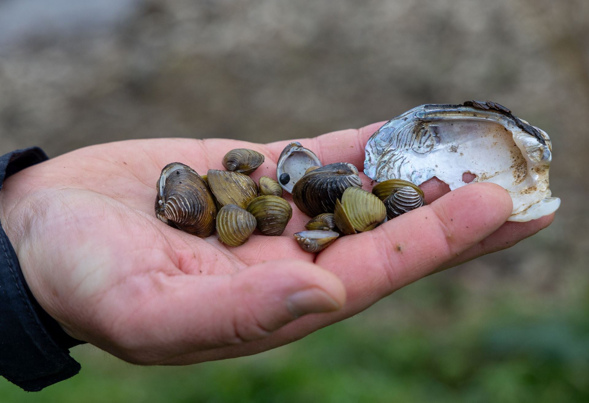 Almejas asiáticas, en Aginaga